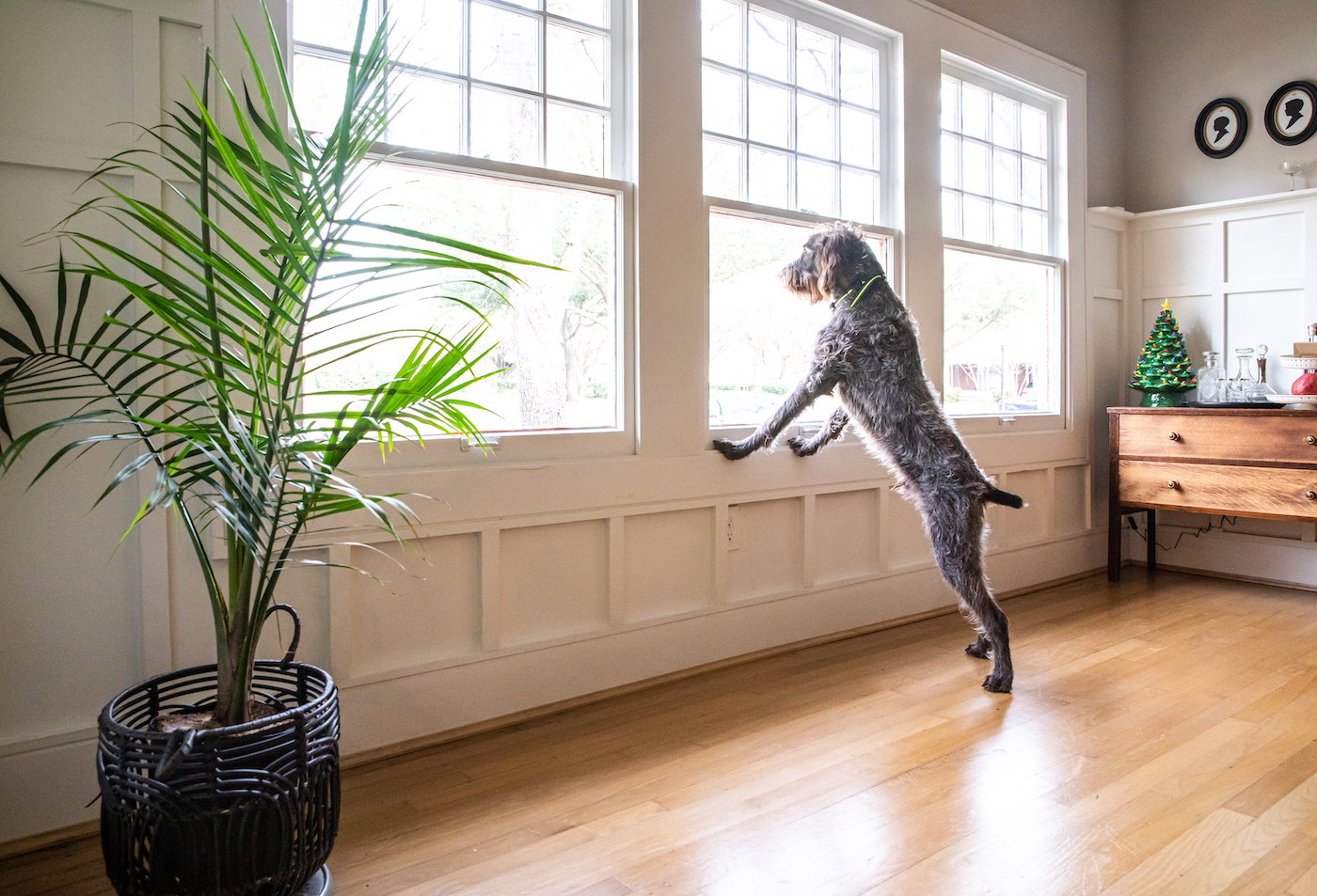 kate-thacker-home-interior-designer-dog-looking-out-window